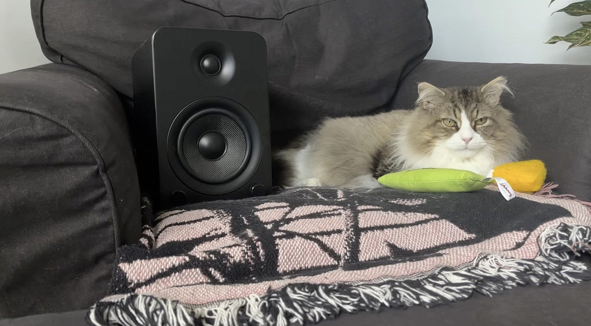 Counterparts’ new song & video is an ode to Brendan Murphy’s cat Kuma