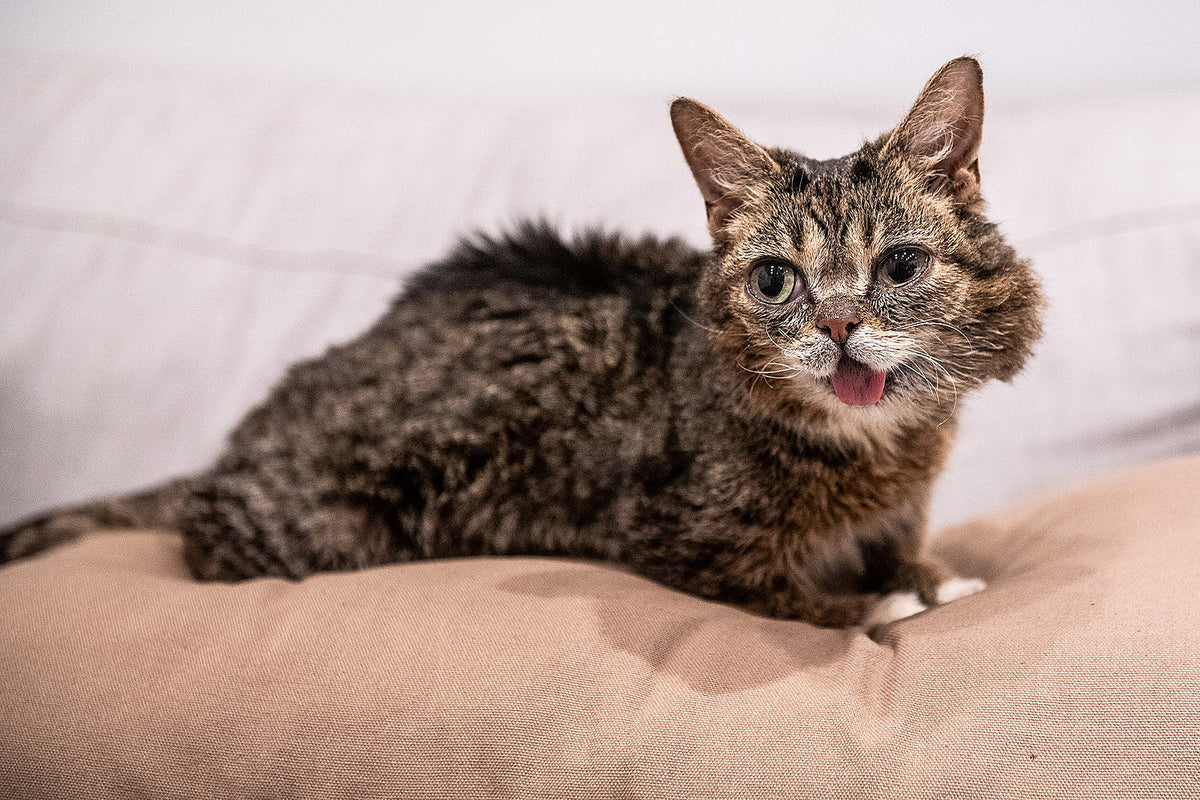 Lil BUB, RIP