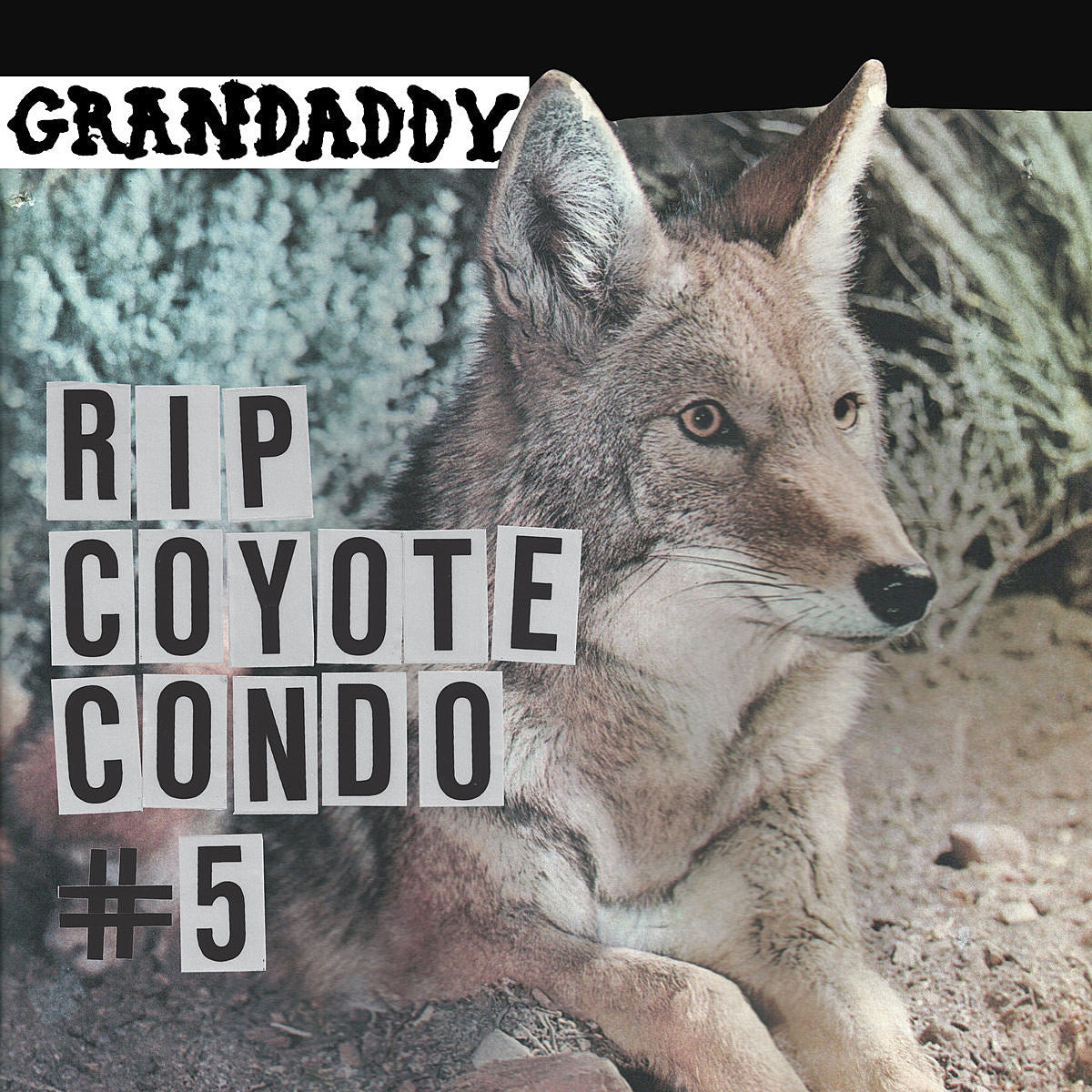 Grandaddy share new song “RIP Coyote Condo #5”