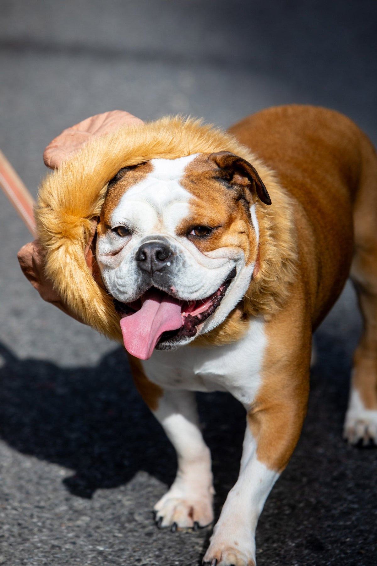Tompkins Square Halloween Dog Parade 2025 in pics