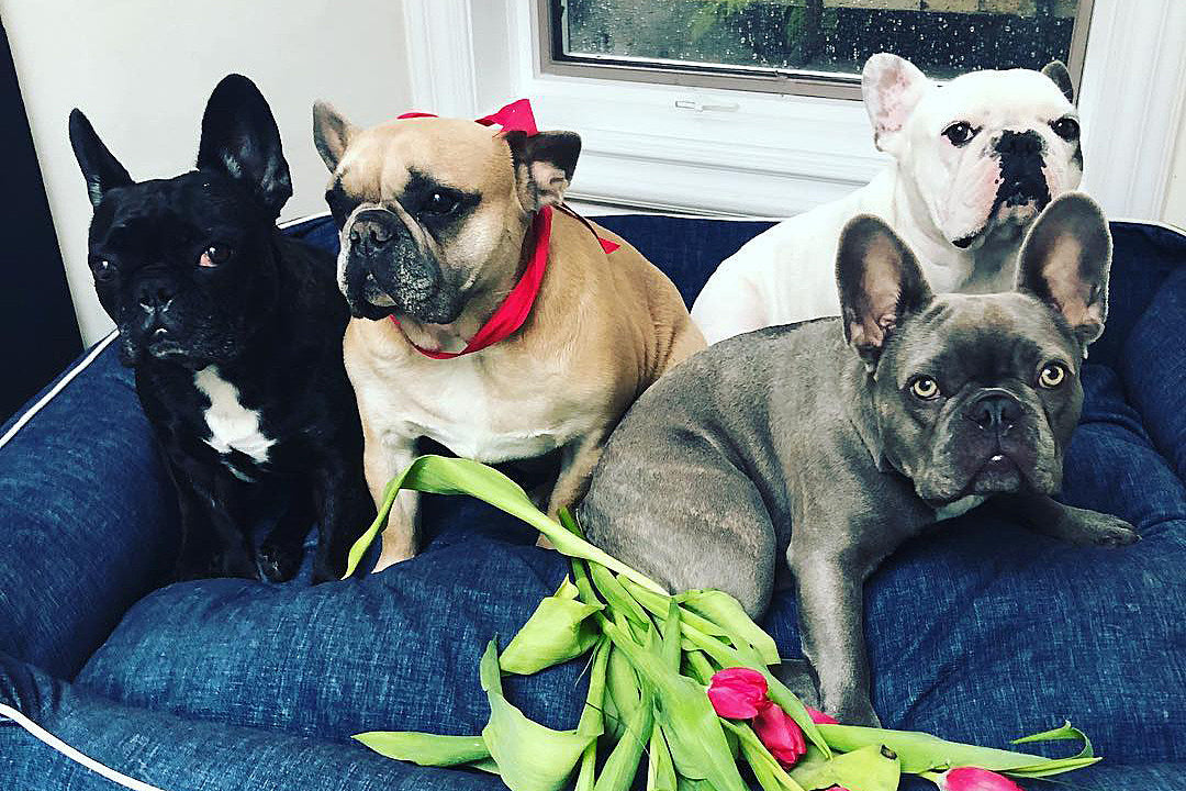 Lady Gaga’s dog walker shot, dogs stolen