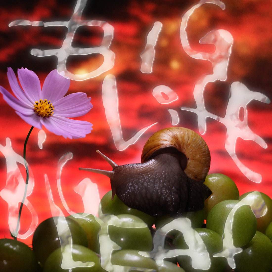 No Joy announce new Fire-Toolz collab EP, share “Big Life, Big Leaf”