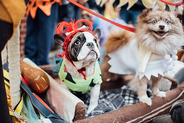 pics from the 2015 Tompkins Square Halloween Dog Parade