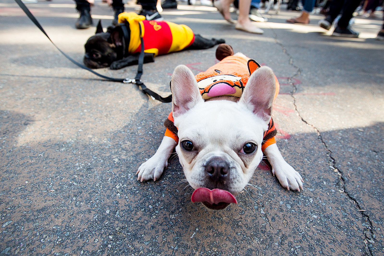 Tompkins Square Halloween Dog Parade cancelled this year