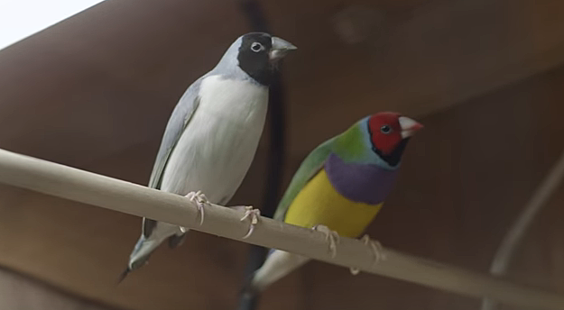 U.S. Girls’ captivating “Rosebud” video is for the birds (watch)