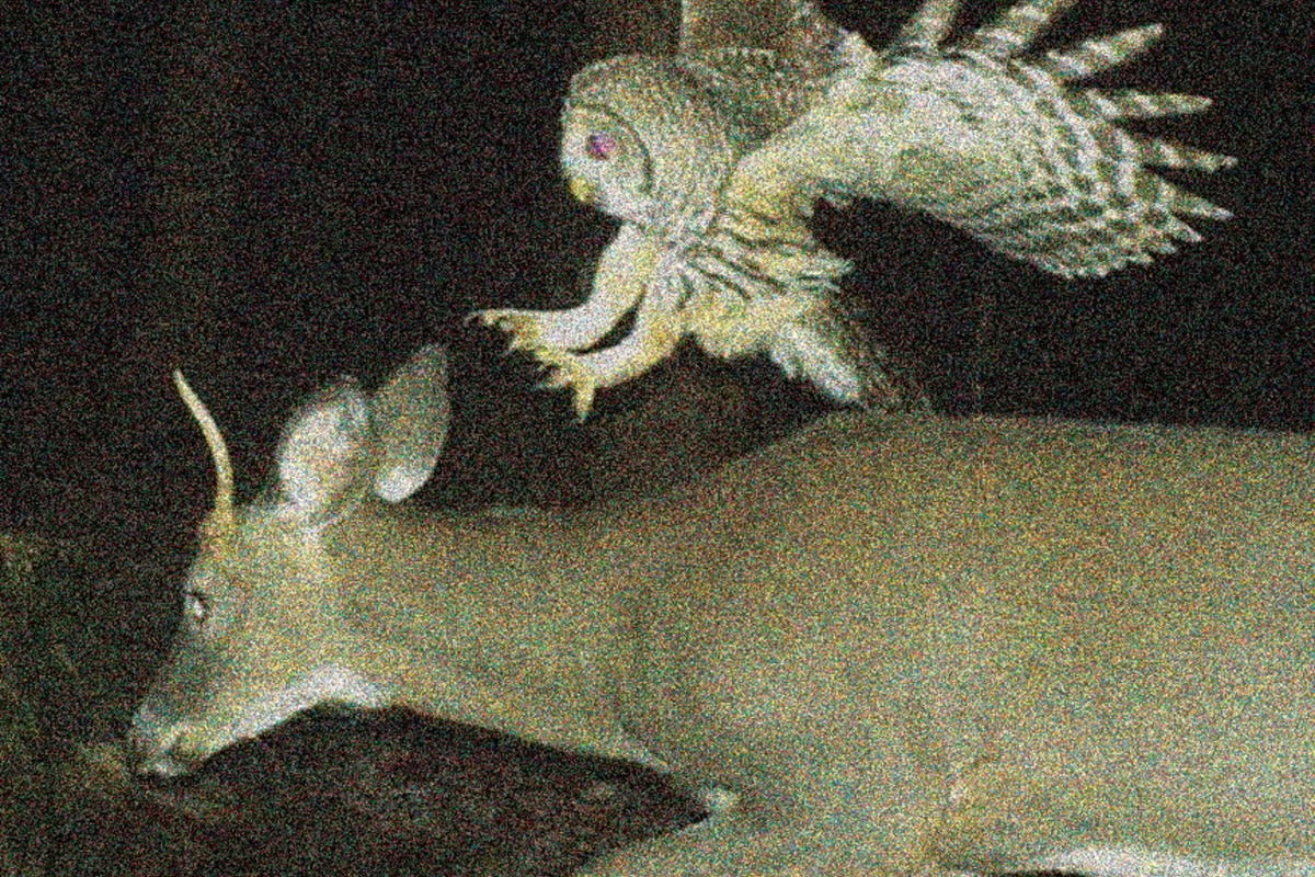 Stream Michigan screamo band Satsuma’s (ex-The Reptilian) “Animusic”