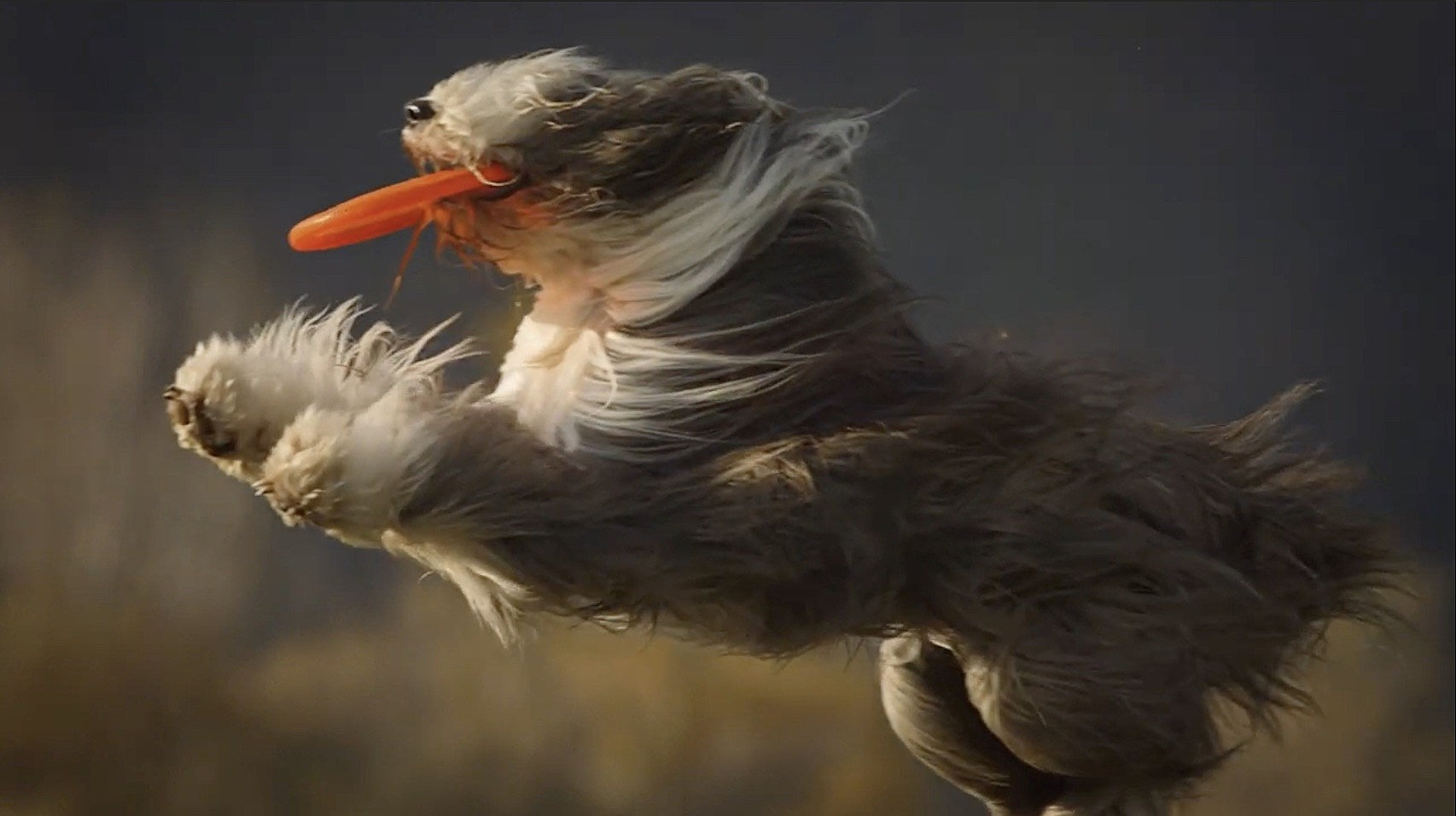 Caribou share new single “You Can Do It” (watch the joyous, dog-filled video)