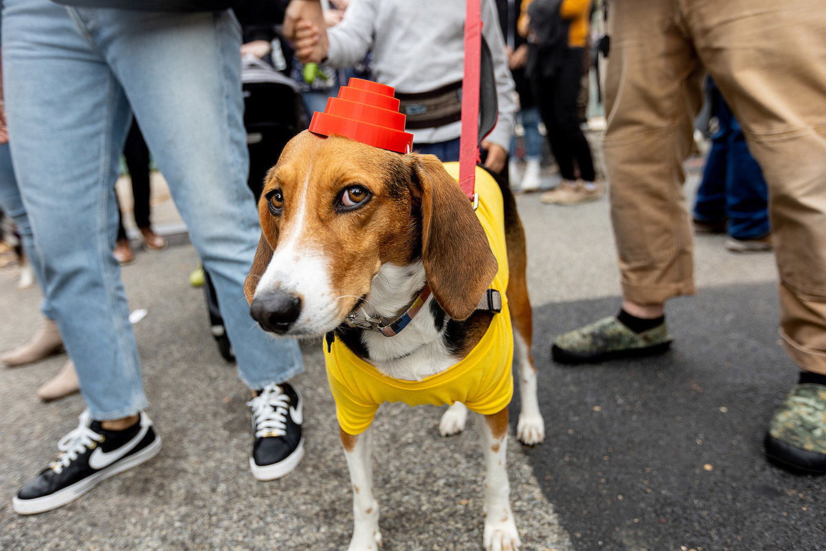 Tompkins Square Halloween Dog Parade took over NYC’s East River Park (pics)