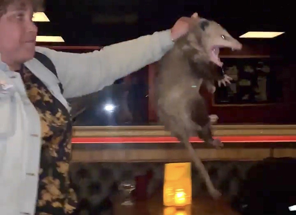 “A possum and a drummer walk into a Brooklyn bar…” (video)