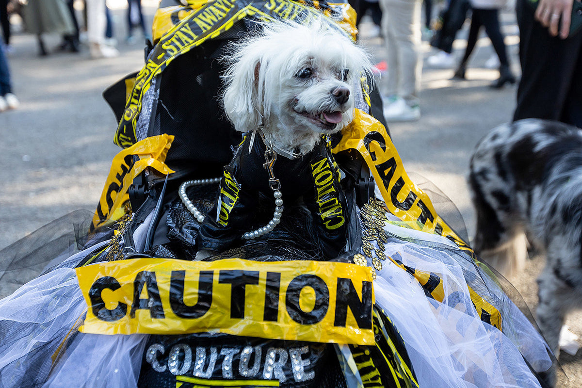Tompkins Square Halloween Dog Parade cancelled for 2023 & “foreseeable future”
