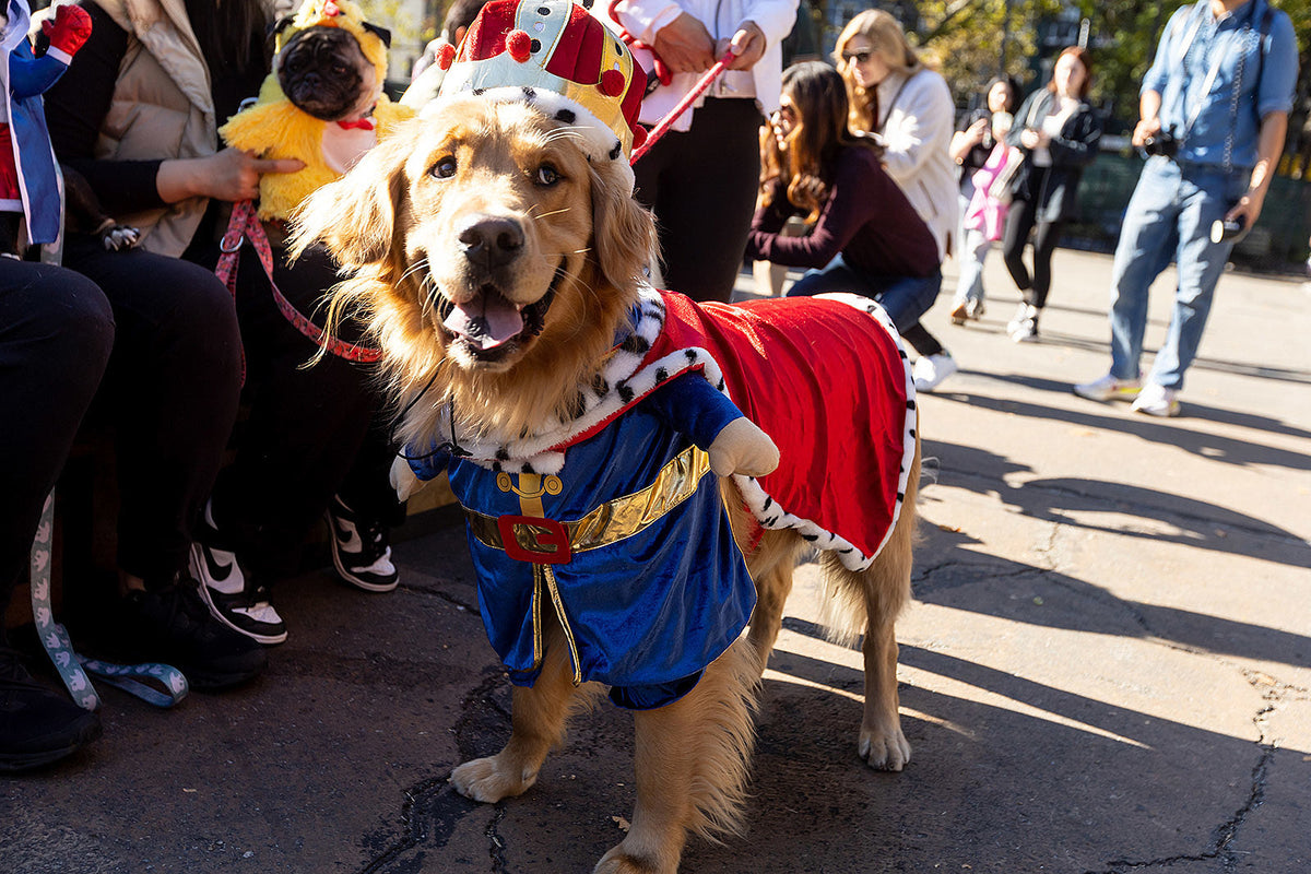 Tompkins Square Halloween Dog Parade is back on for 2023
