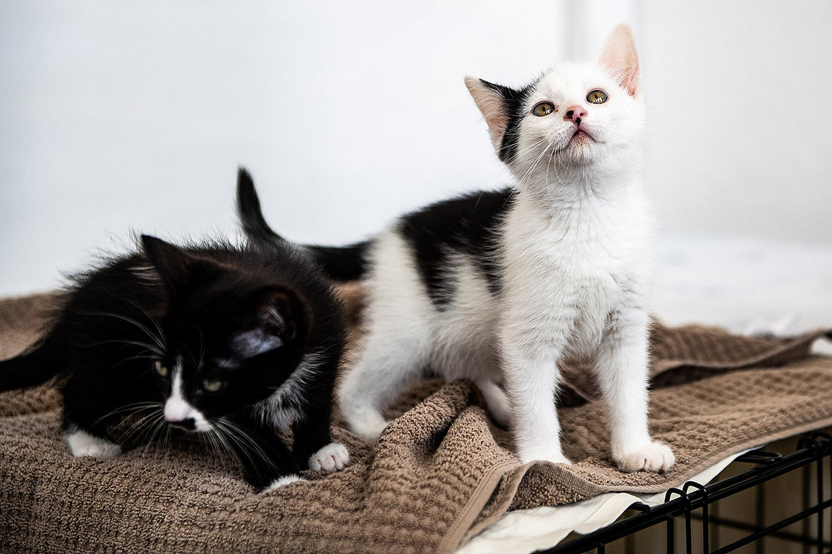 Catsbury Park Cat Convention brought cats, tats & more to Asbury Park (pics)
