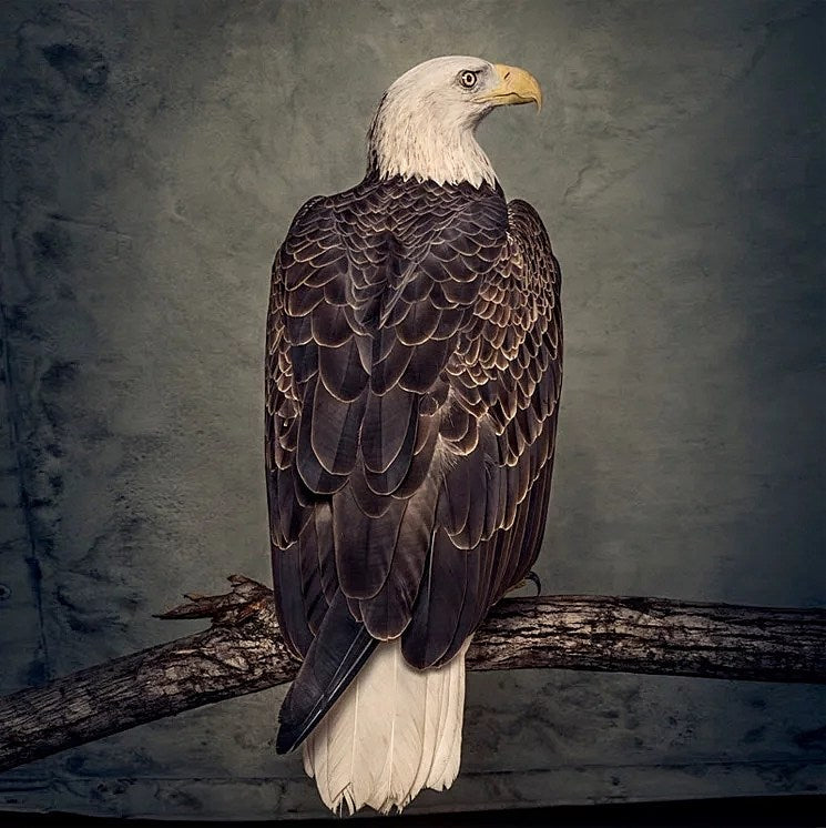 Clutch announce new album ‘Book of Bad Decisions’ (stream a track)