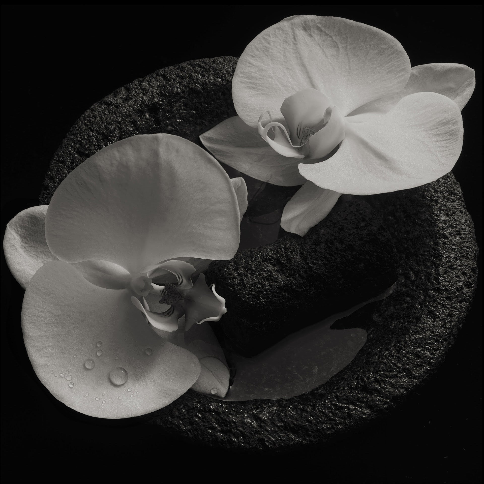 Mike Patton & Jean-Claude Vannier share new Corpse Flower song “Chansons D’Amour”