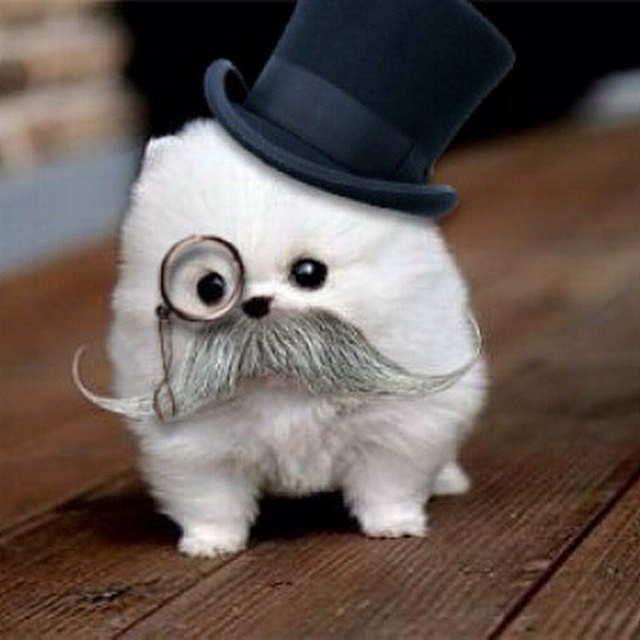 Cristina from Boss Hog gives us her Top 10 Cute Animals for an Ugly Year