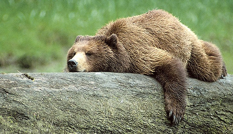 tix on sale: Grizzly Bear, Kesha, War on Drugs, Primus, Kamasi, more