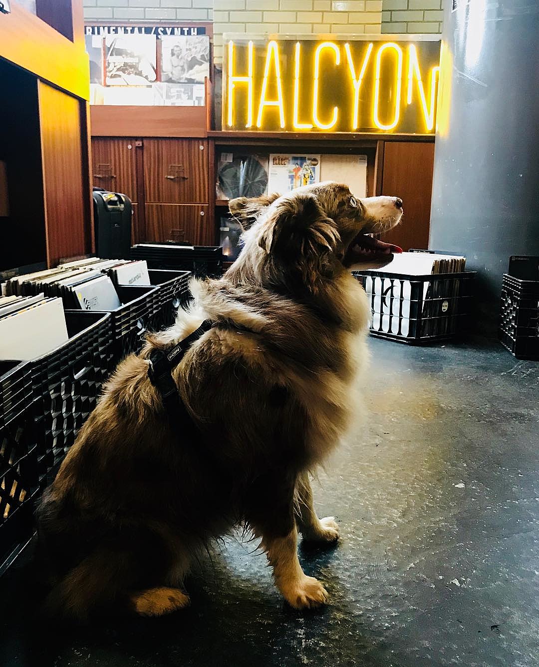 Halcyon Records opens new Williamsburg location (Ellen Allien playing this week)