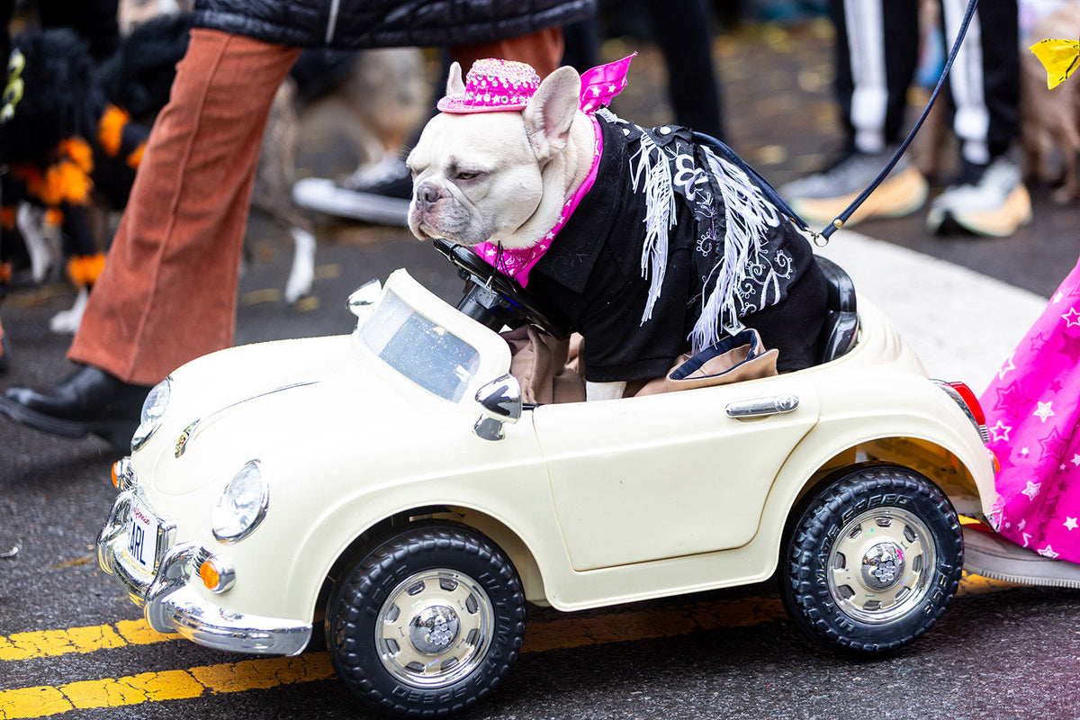 Tompkins Square Halloween Dog Parade took to the streets for 2023 (pics)