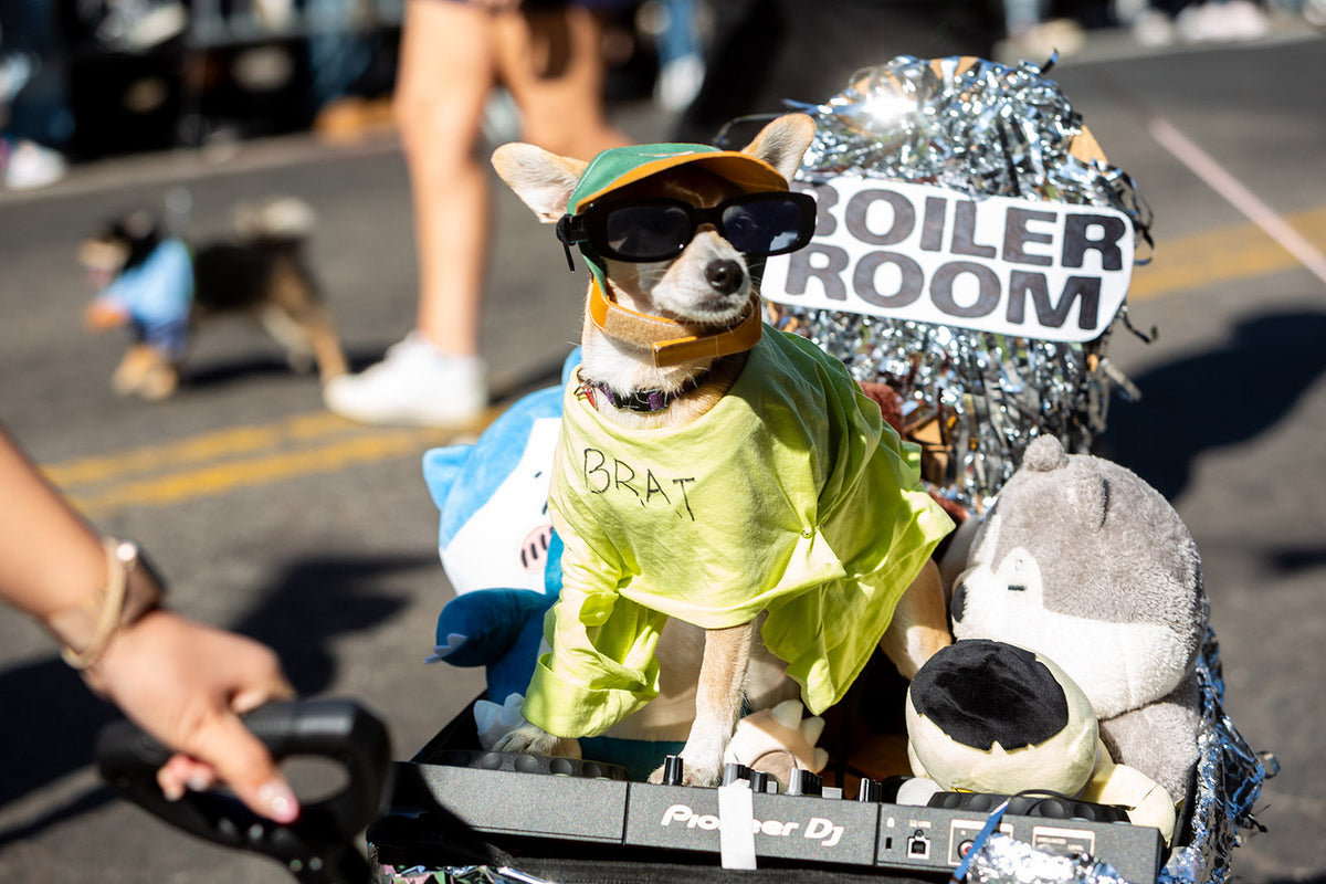 Tompkins Square Halloween Dog Parade 2024 in pics