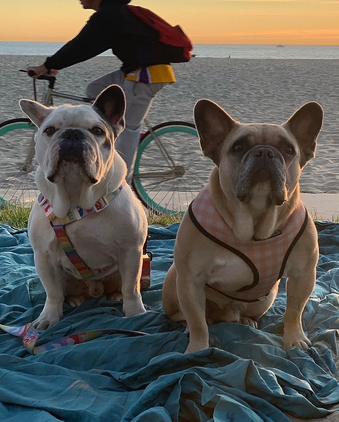 Lady Gaga dognappers arrested, charged with attempted murder