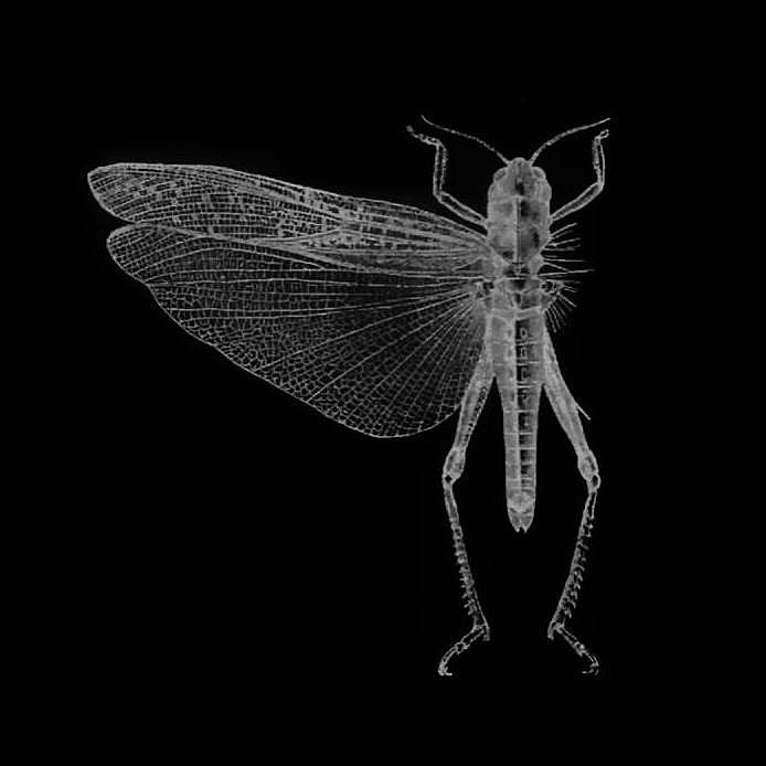 The Locust announce more comeback tour dates