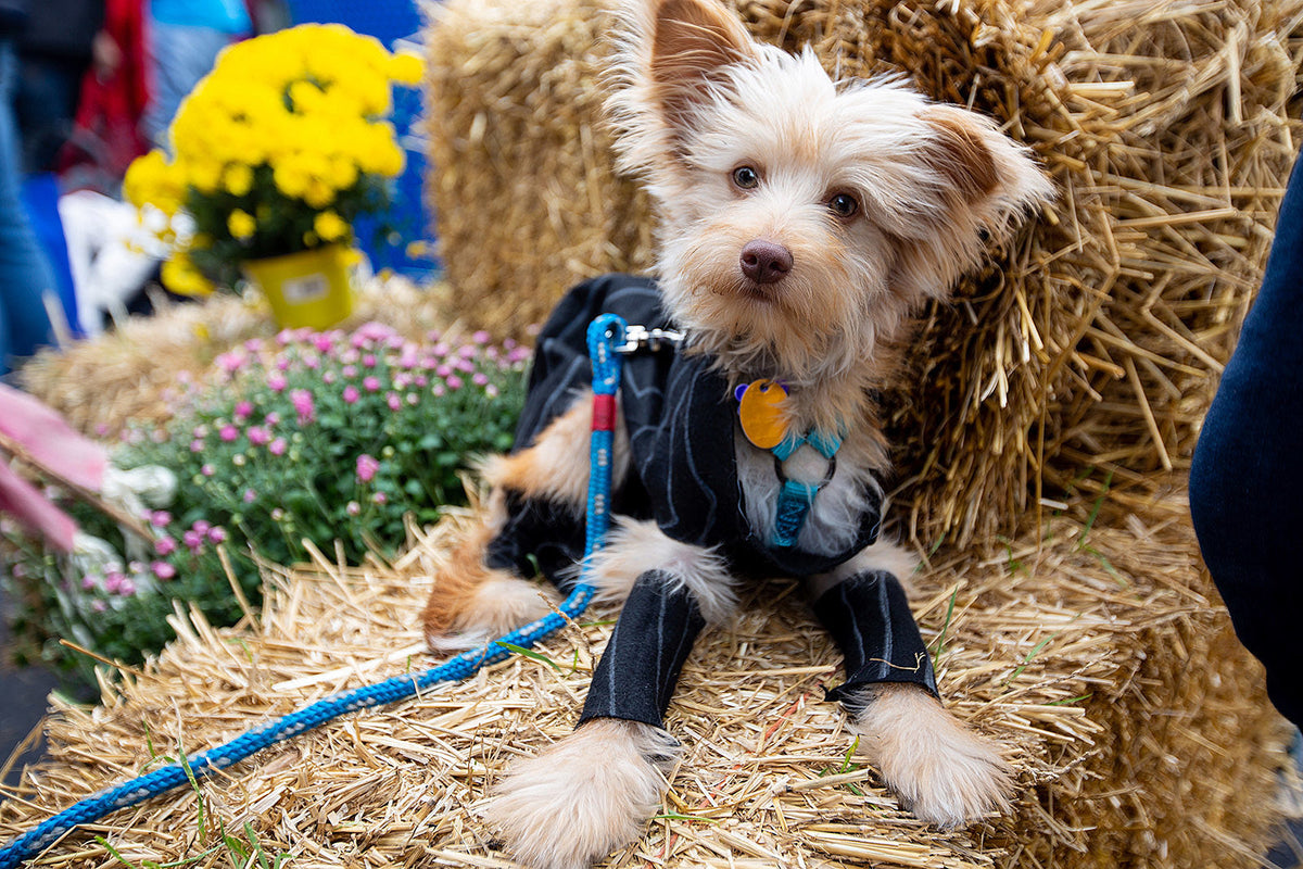 canines in costume at Coney Island: the 2018 Luna Park Dog Parade (pics)