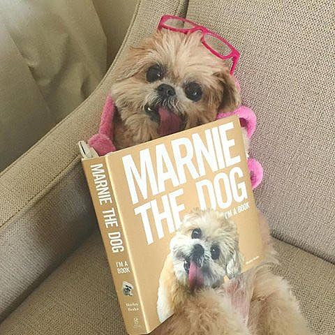 Marnie the Dog released an iPhone app & book, celebrating at Baby’s w/ DJ Frankie Cosmos & more ++ other events