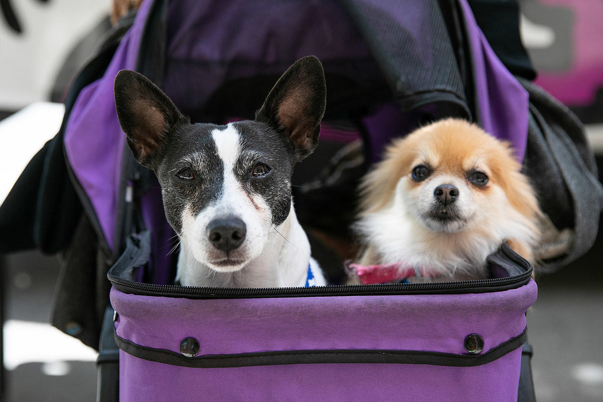 My Dog Is My Home helps people & animals experiencing homelessness, holding virtual event