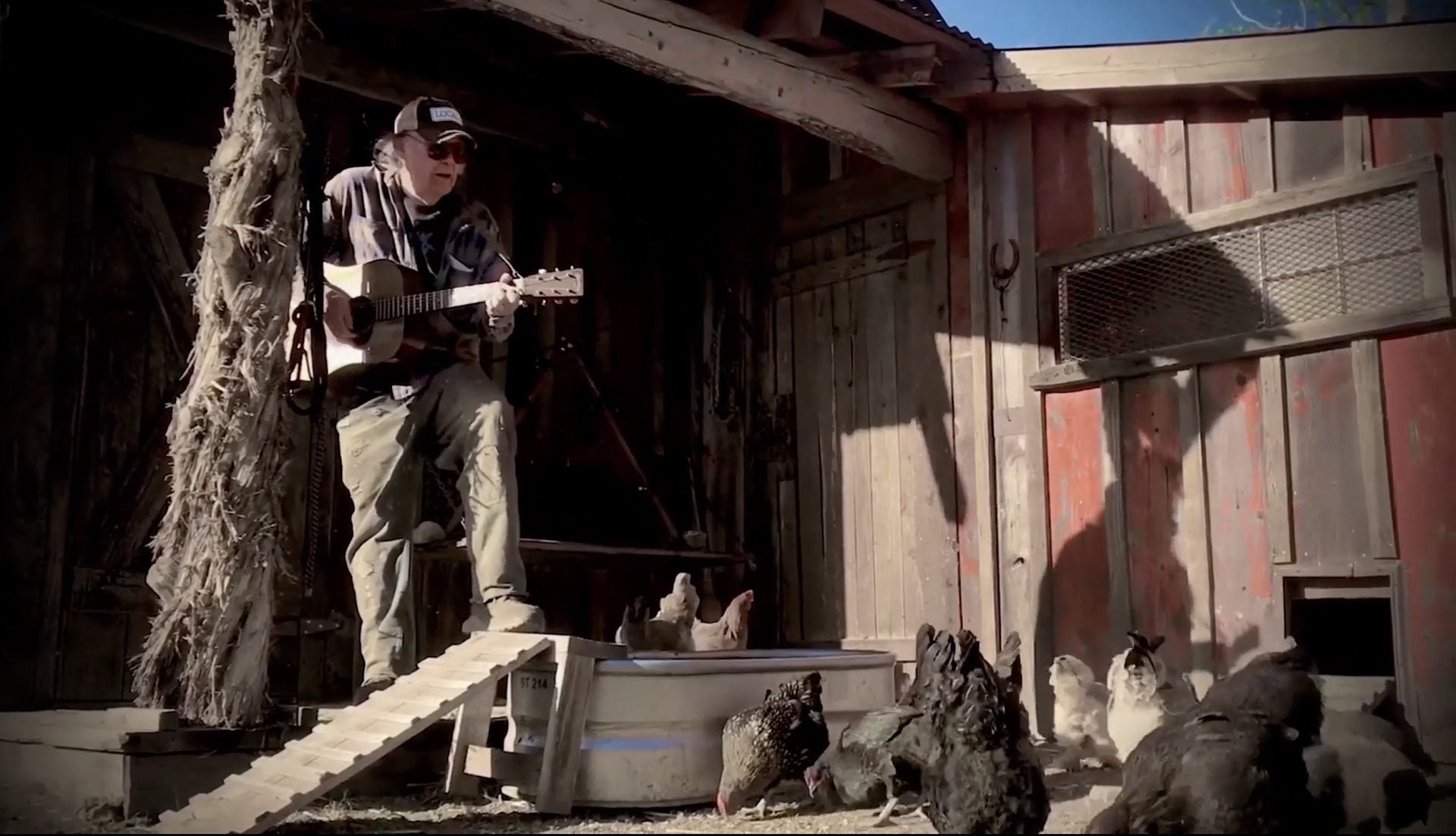 watch Neil Young play to an audience of chickens in new Barnyard session