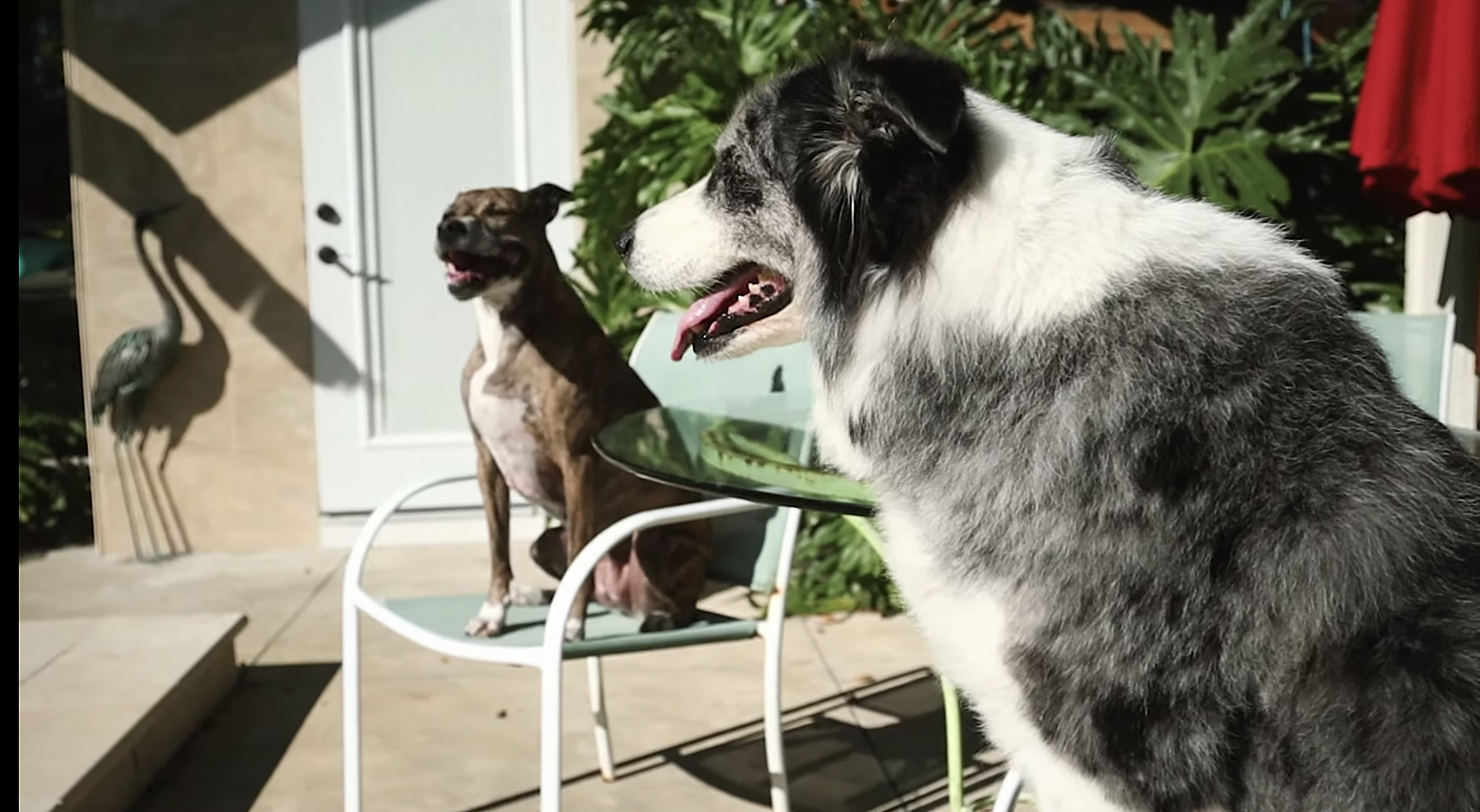 of Montreal’s “Polyaneurism” is the tale of a cute dog love triangle (watch)