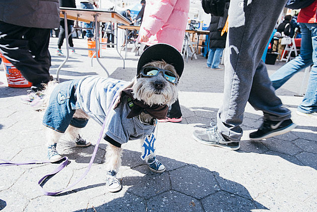 it’s National Pet Day (check out pics from 2016 NYC Paws Parade / Adoptapalooza)