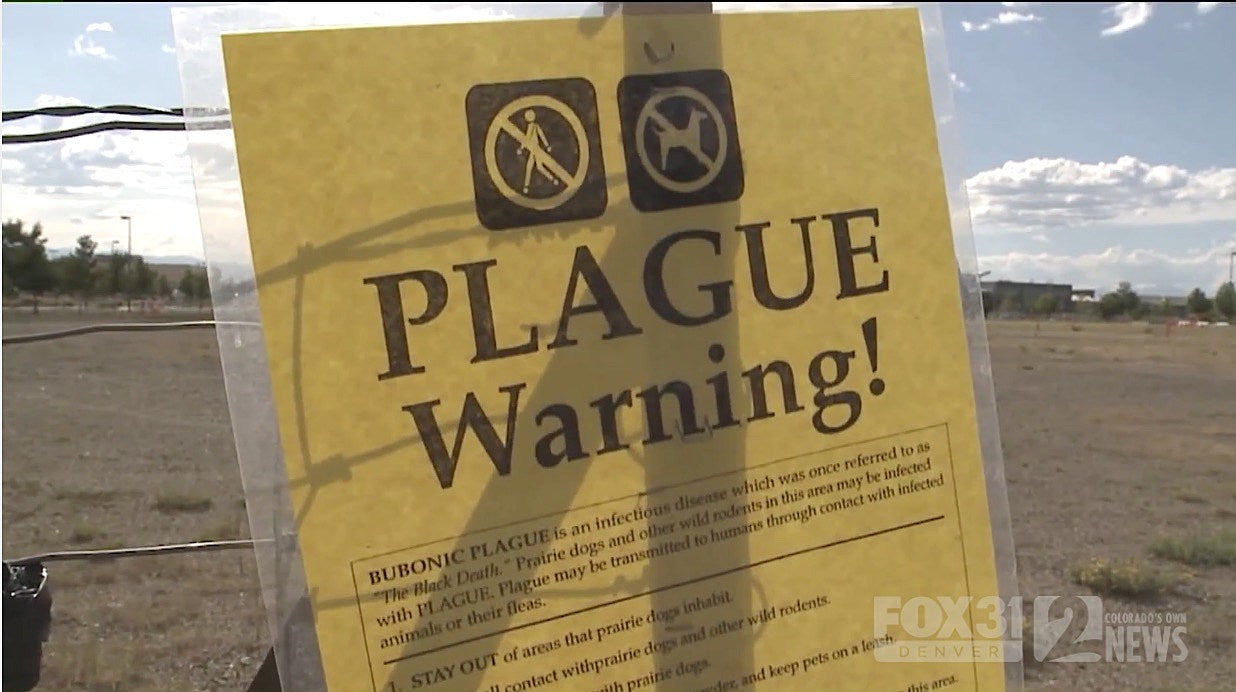 Phish’s annual Labor Day run in Colorado threatened by plague outbreak