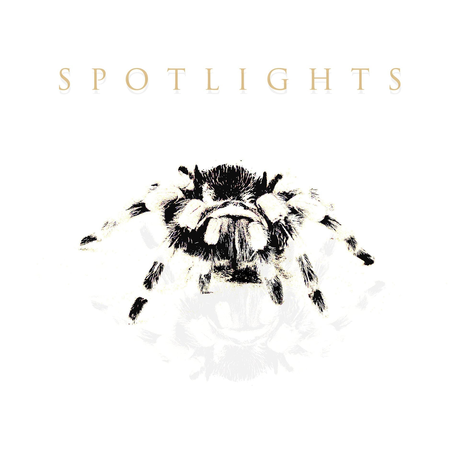 Spotlights covered Mew, playing NYC with The Life and Times this weekend