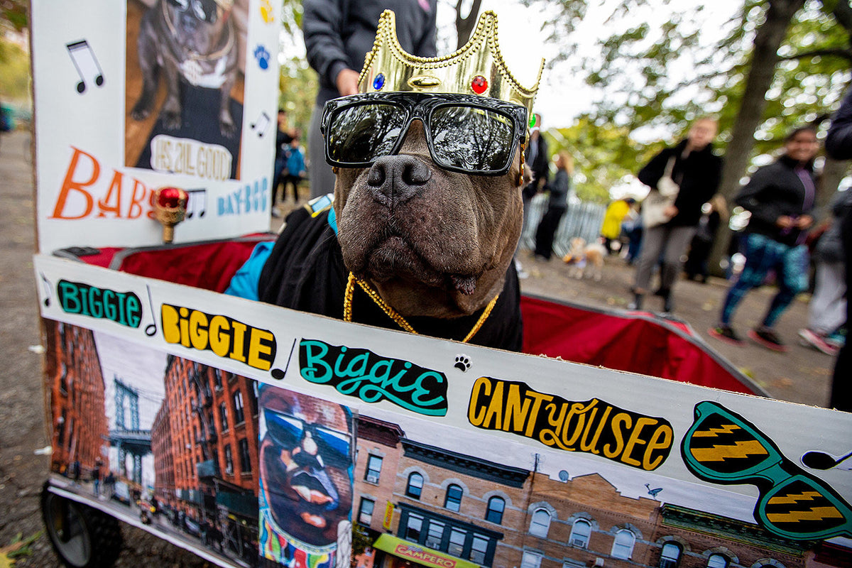 dogs in costume at the 2018 “Tompkins Square” Halloween Parade (pics)