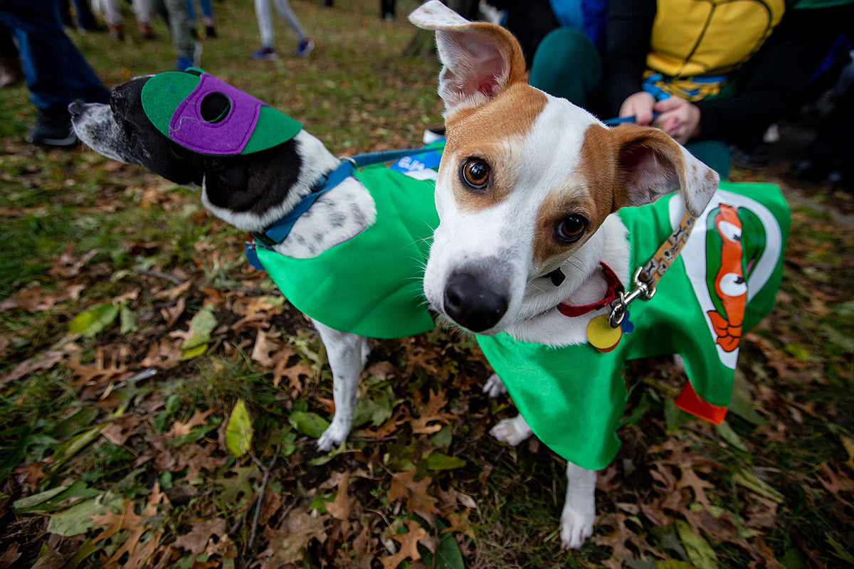 Tompkins Square Halloween Dog Parade is on for 2019, and more seasonal pup stuff