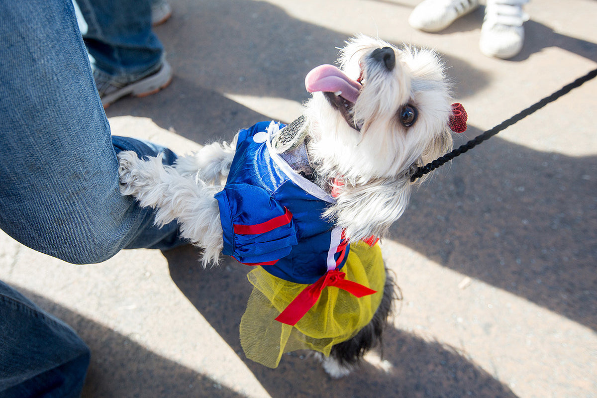 dogs in costume at the 2017 Tompkins Square Halloween Parade (pics)