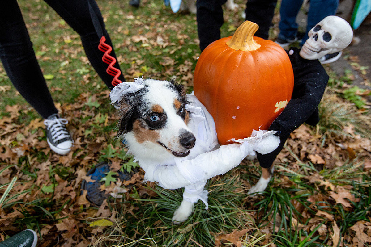 Tompkins Square Halloween Dog Parade returned to East River Park (pics)
