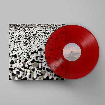 STELLA DONNELLY 'FLOOD' LP (Opaque Red Vinyl)